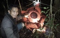 Bunga Raflesia Mekar di Hutan Belantara Sekadau Kalbar