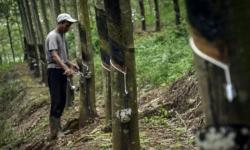 Permintaan dari China Meningkat, Ekspor Karet Sumatera Utara Naik