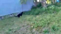 Warga Desa Tambahasri Cemas, Ada Macan Kumbang Berkeliaran di Kebun Karet