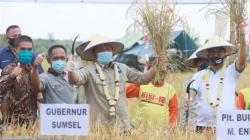 Panen Raya, Gubernur Herman Deru Minta Produksi Padi Muara Enim Ditingkatkan