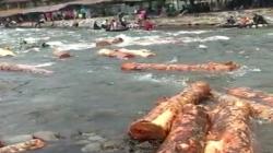 Viral Puluhan Batang Kayu Tak Bertuan Sepanjang 2 Meter di Sungai Bukit Lawang