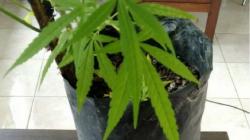 Ingin Cepat Kaya, Warga Rejang Lebong Nekat Tanam 36 Pohon Ganja di Rumah