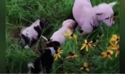 Mengharukan, Anjing Liar Ini Arungi Sungai yang Meluap demi Selamatkan Anaknya