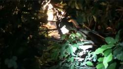 Hindari Korban Jiwa, Sarang Tawon Vespa di Tuban Dibakar Petugas