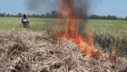 Gagal Panen akibat Wereng, Petani di Mojokerto Bakar Tanaman Padi yang Kering