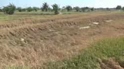 Petani Menjerit, Ratusan Hektare Tanaman Padi di Gresik Rusak Diserang Hama Wereng
