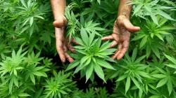 Kementan Cabut Keputusan Ganja Jadi Tanaman Obat<