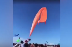 Viral Bocah Perempuan 3 Tahun Terbawa Terbang Layang-Layang