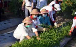 Kunjungi Pemkab Klungkung, Putri Koster Diajak Panen Sayuran