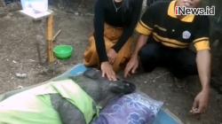 Video Heboh Seekor Babi di Muratara Sumsel Makan Ayam Goreng dan Tidur Pakai Bantal