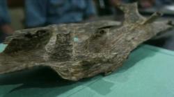 Pertanian Gaharu di Bangka Tengah Kian Meningkat, 800.000 Pohon Siap Panen