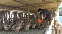 Inspiratif, Polisi di Sukabumi Ini Edukasi Warga Beternak Bebek dan Bikin Telur Asin