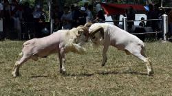 Tradisi Adu Domba Garut