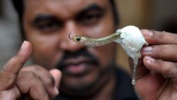 Bocah 1 Tahun Kunyah Ular Berbisa saat Main di Halaman Rumah