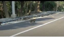 Ratusan Monyet Liar Turun dari Hutan Ambil Makanan dan Minuman Warga Purwakarta<