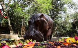 Kuda Nil Tertua di Dunia Rayakan Hari Ulang Tahun di Kebun Binatang Thailand