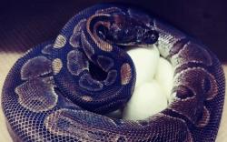 Ular Piton Tertua Bertelur Lagi di Umur 62 Tahun