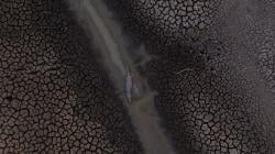 Kebakaran Hutan Tropis Patanal Brasil Ancam Kehidupan Ribuan Hewan Eksotis