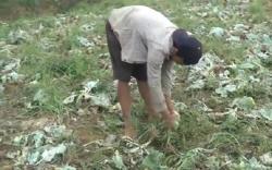 Jengkel Harga Kubis Rp500 per Kilo, Petani di Batang Buang Hasil Panen