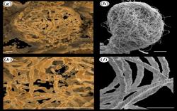 Peneliti Temukan Sperma Tertua di Dunia, Panjangnya sampai 7 Meter