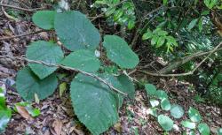 Hati-Hati, Pohon Berbahaya Ini Mengeluarkan Racun Seperti Bisa Kalajengking