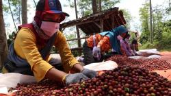 Coba Tembus Pasar Eropa, Kopi Asli Pagaralam Ikut Kontes Kopi Dunia di Prancis<