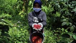 Kopi Arabika Arfak, Pj Bupati: Akan Jadi Komoditas Unggulan Kami