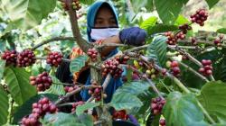 Potret Perempuan Petani Kopi PTPN XII Panen Kopi Robusta Kualitas Ekspor