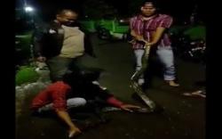 Terekam Video Amatir, Ular Piton 4 Meter Ditangkap Warga Medan di Saluran Air