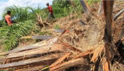 4 Hektare Kebun Kelapa Sawit Rusak, Warga Aceh Barat Usir Gajah Pakai Mercon