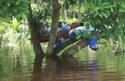 Rumah Terendam Banjir, Warga Katingan Kalteng Tidur di Pohon