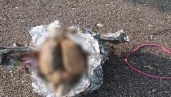 Pria AS Temukan Bungkusan Berisi Otak saat Berjalan di Pantai