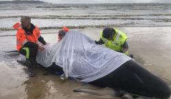 380 Ikan Paus Mati Setelah Terdampar di Pantai Australia 