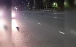 Puluhan Burung Jatuh dari Langit di kota Nuklir Rusia, Warganet Yakini Ada Konspirasi