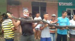 Warga Sibolga Tangkap Ular Piton Sepanjang 7 Meter Pemangsa Hewan Ternak