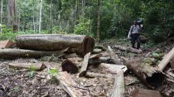 Pembalakan Liar Makin Marak di Hutan Pegunungan Seulawah Aceh