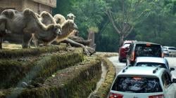 Pengunjung Taman Safari Indonesia Turun hingga 50 Persen karena Pandemi