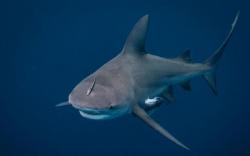 Aksi Heroik Perempuan Hamil Selamatkan Suami dari Serangan Hiu Banteng di Laut