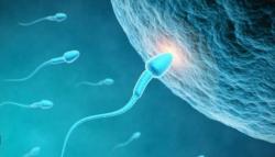 Ingin Punya Momongan? Begini Kiat Menjaga Kualitas Sperma