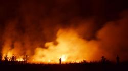 Lahan Tebu Bekas Panen Sengaja Dibakar di Madiun, Api Sulit Dipadamkan