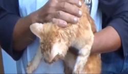 Video Petugas Damkar Evakuasi Kucing Jatuh ke Sumur 20 Meter di Matraman Jaktim