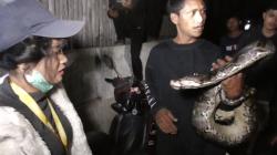 Warga Agam Dililit saat Coba Tangkap Ular Piton 3 Meter