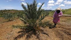 300 Hektare Lahan di Aceh Ditanami Pohon Kurma yang Didatangkan dari Inggris