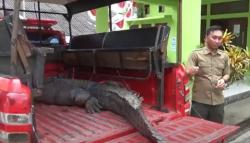 Buaya Muara Pemakan Ternak di Konawe Selatan Ditangkap<