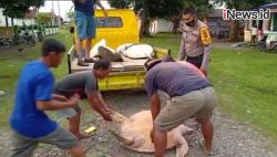  Polisi Gerebek Tempat Pengolahan Daging Penyu di Kalukku