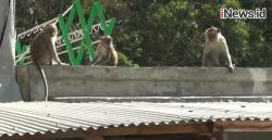 Kawanan Kera Ekor Panjang Serang Tanaman Pertanian di Dlingo, Bantul