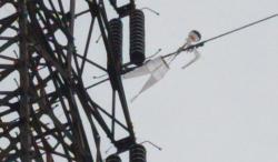 Ambil Layangan, Bocah di Citeureup Bogor Tersengat Listrik