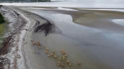 Kawasan Pantai Batu Gong Konawe Tercemar Limbah Tambang Nikel