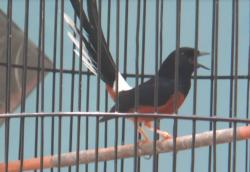 Pawang Burung Murai di Probolinggo Panen Rezeki saat Pandemi Covid