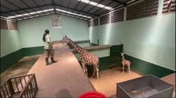 Bayi Jerapah Corona Lahir di Taman Safari Prigen Pasuruan